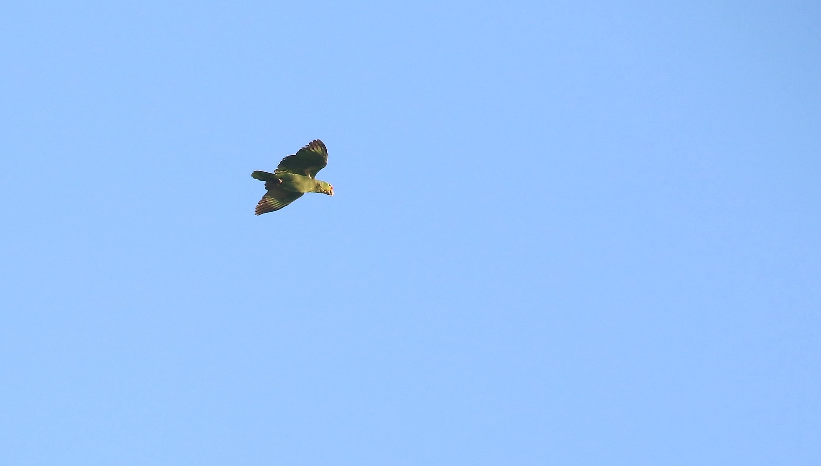 Red-lored Parrot — Ana fotoğraf